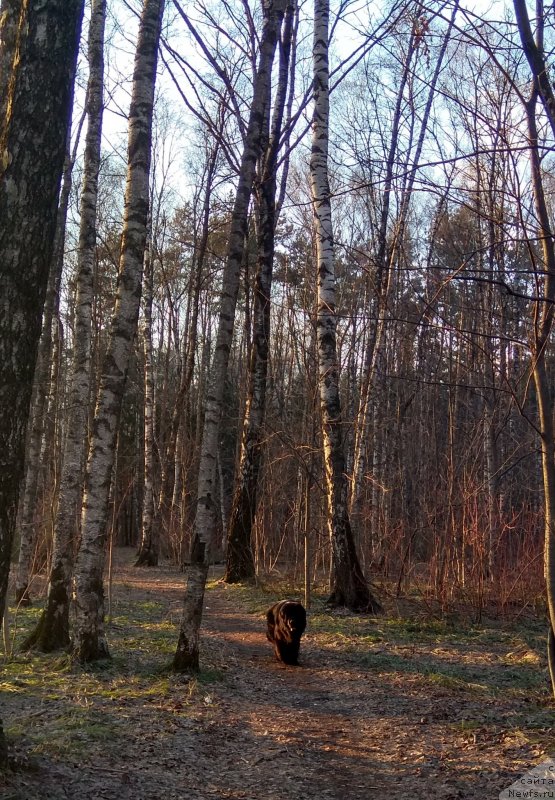 Фото: ньюфаундленд Chernyj Chank s Berega Dona (Черный Чанк с Берега Дона)