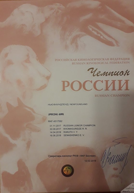 Фото: ньюфаундленд Special Girl (Специал Герл)