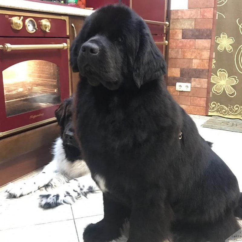 Фото: ньюфаундленд Terra Victoria Key to my Heart (Терра Виктория Кей ту Май Харт)