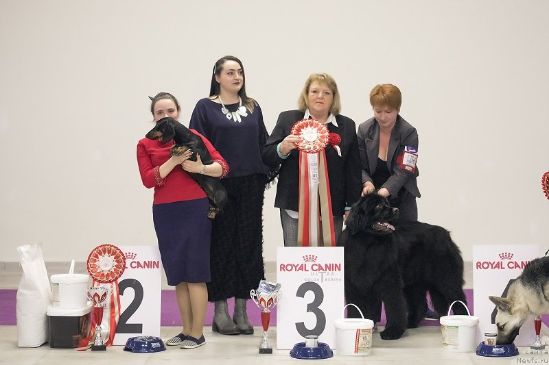 Фото: ньюфаундленд Terra Victoria Germon Louise (Терра Виктория Жермон Луиза)