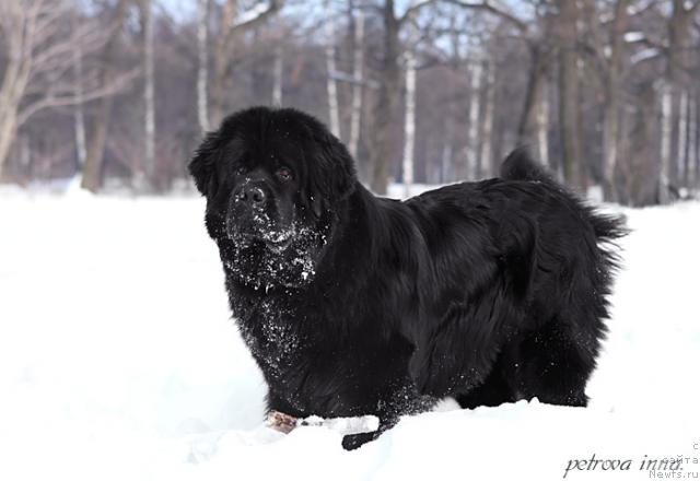 Фото: ньюфаундленд Potap Felicia (Потап Фелиция)