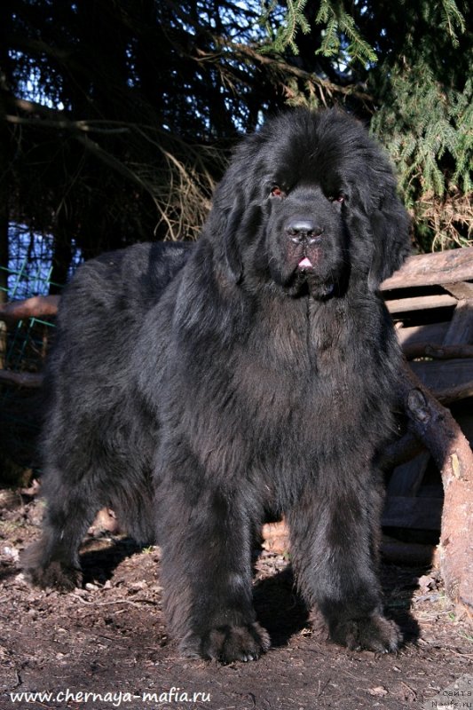 Фото: ньюфаундленд Chernaya Mafia Back To The Future (Черная Мафия Баск То Тхе Футуре)