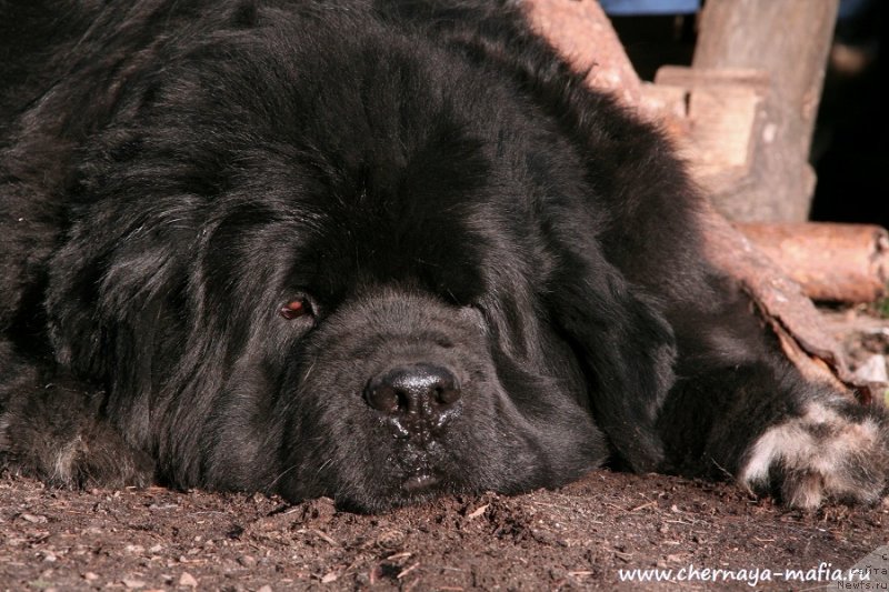 Фото: ньюфаундленд Beguschaya po Volnam Royal Flash (Бегущая по Волнам Роуал Флаш)