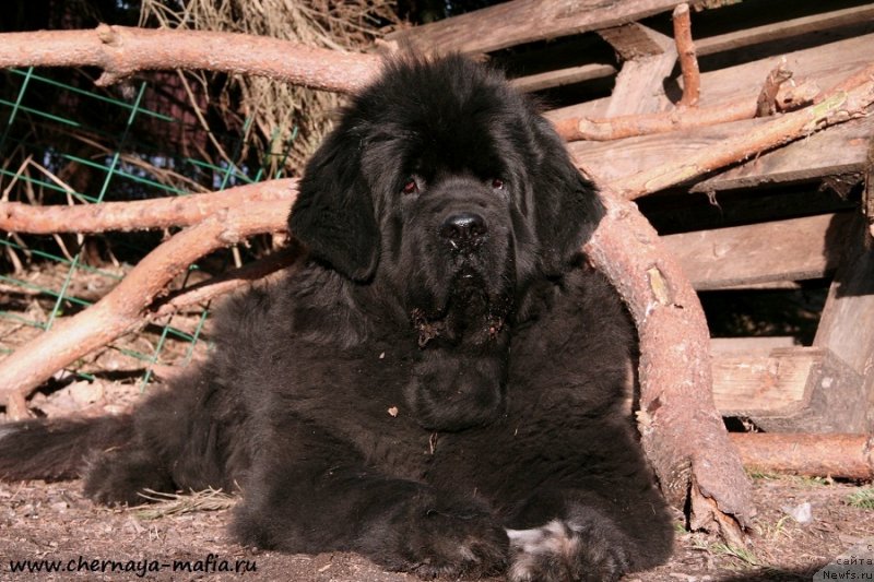 Фото: ньюфаундленд Beguschaya po Volnam Royal Flash (Бегущая по Волнам Роуал Флаш)