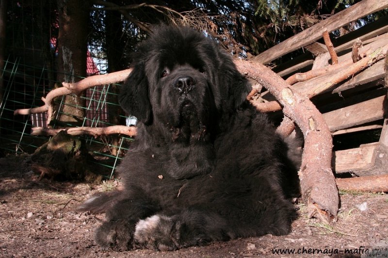 Фото: ньюфаундленд Beguschaya po Volnam Royal Flash (Бегущая по Волнам Роуал Флаш)