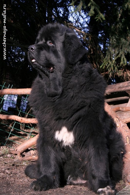 Фото: ньюфаундленд Beguschaya po Volnam Royal Flash (Бегущая по Волнам Роуал Флаш)