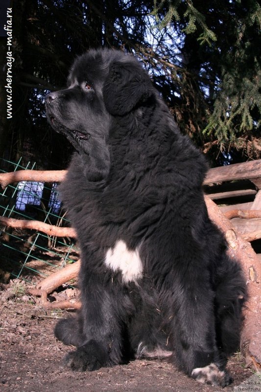 Фото: ньюфаундленд Beguschaya po Volnam Royal Flash (Бегущая по Волнам Роуал Флаш)