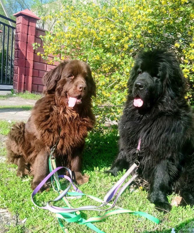 Фото: ньюфаундленд Al'fa Dar Oksa Verka Serdyuchka (Альфа Дар Окса Верка Сердючка)