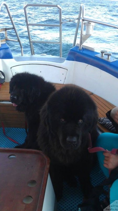 Фото: ньюфаундленд Matvey s Berega Dona (Матвей с Берега Дона), ньюфаундленд CHelendjer (Челенджер)