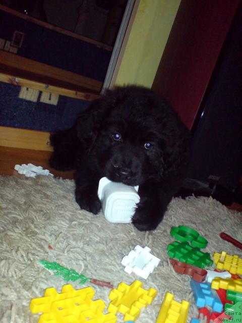 Фото: Svetlana Belobarjevskaya (Светлана Белобаржевская)