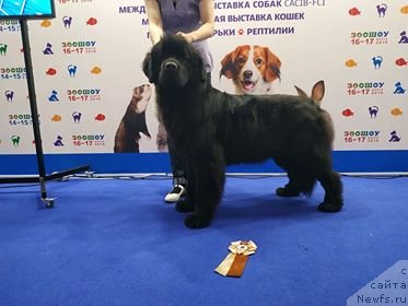 Фото: ньюфаундленд Enigmatic Kingd Dance With You (Енигматик Кингд Дансе Витх Юоу)