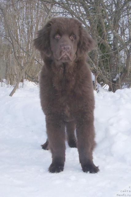 Фото: ньюфаундленд Krasota CHistogo Zolota (Красота Чистого Золота)