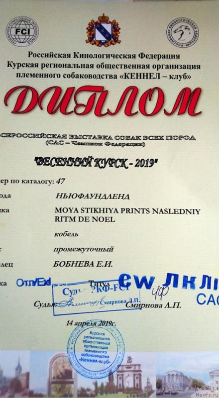 Фото: ньюфаундленд Moya Stihiya Princ Naslednyiy Ritm de Noyel' (Моя Стихия Принц Наследный Ритм де Ноэль)