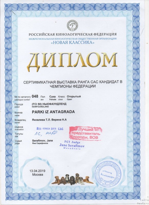 Фото: ньюфаундленд Parki is Antagrada (Парки из Антаграда)