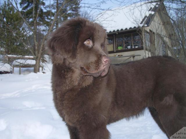 Фото: ньюфаундленд Krasota CHistogo Zolota (Красота Чистого Золота)