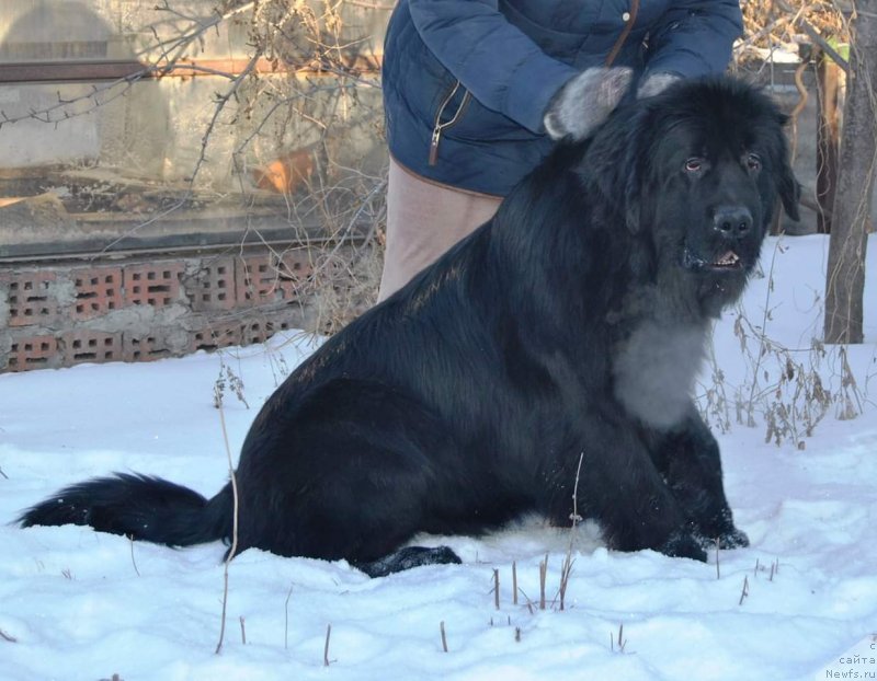 Фото: ньюфаундленд Vertigo Jack Sparrow, ньюфаундленд Vertigo Jack Sparrow