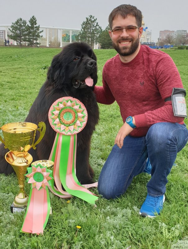 Фото: ньюфаундленд Aquatoriya Kelvin Navigator (Акватория Келвин Навигатор), Mihail Kopyitenko (Михаил Копытенко)