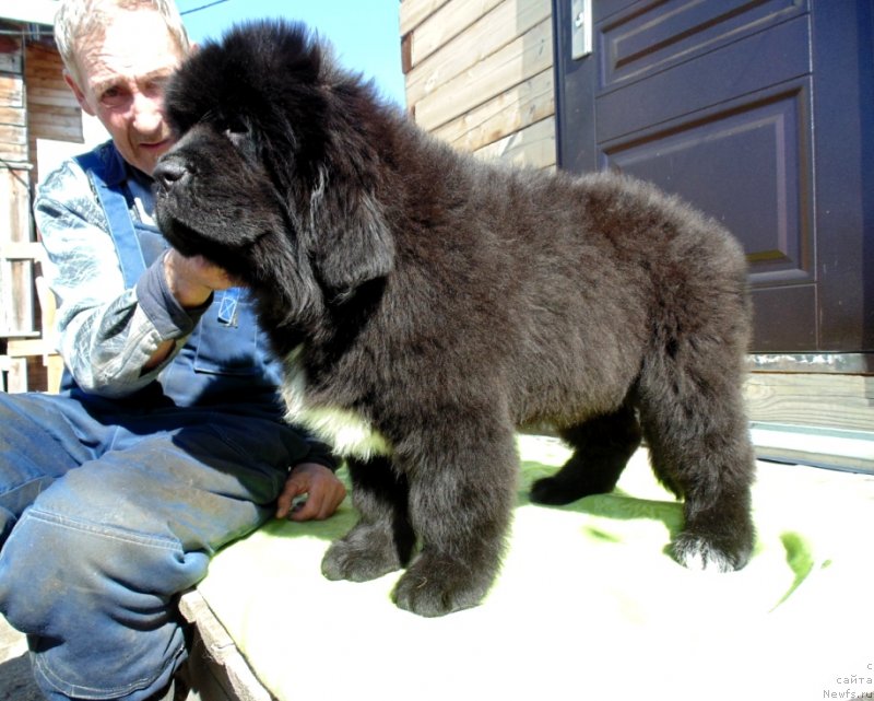 Фото: ньюфаундленд Zena ot Karel'skih Medvedey (Зена от Карельских Медведей)