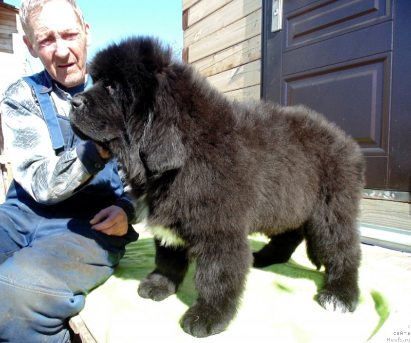 Фото: ньюфаундленд Zena ot Karel'skih Medvedey (Зена от Карельских Медведей)