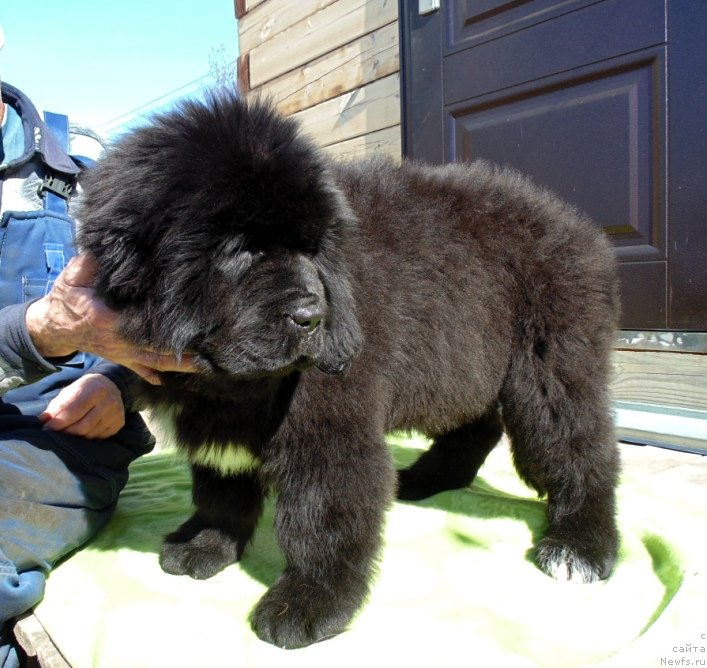 Фото: ньюфаундленд Zena ot Karel'skih Medvedey (Зена от Карельских Медведей)