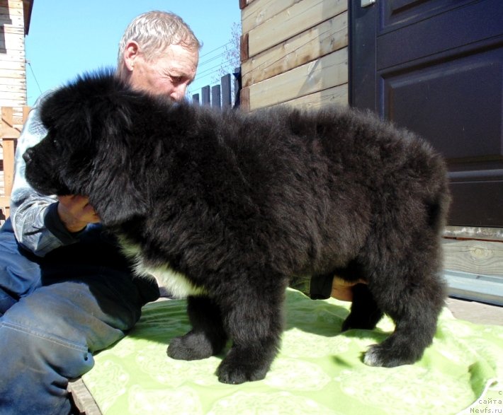 Фото: ньюфаундленд Zena ot Karel'skih Medvedey (Зена от Карельских Медведей)