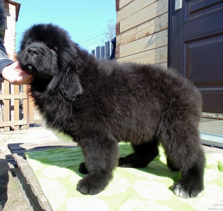 Фото: ньюфаундленд Zena ot Karel'skih Medvedey (Зена от Карельских Медведей)