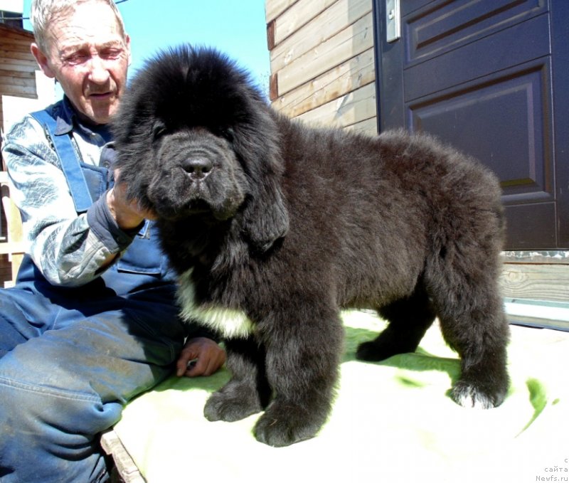 Фото: ньюфаундленд Zena ot Karel'skih Medvedey (Зена от Карельских Медведей)