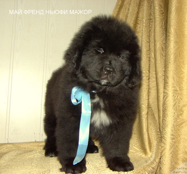 Фото: ньюфаундленд May Frend Newfy Lavender Palm (Май Френд Ньюфи Лавендэ Палм)