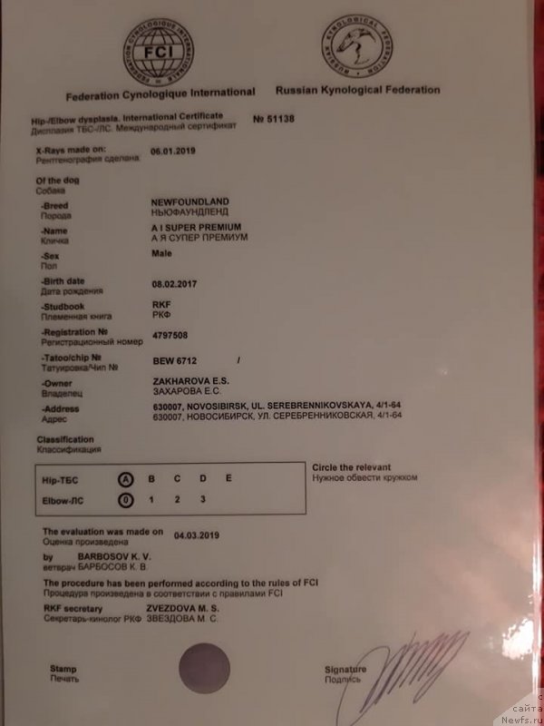 Фото: ньюфаундленд A I Super Premium (А Я Супер Премиум)