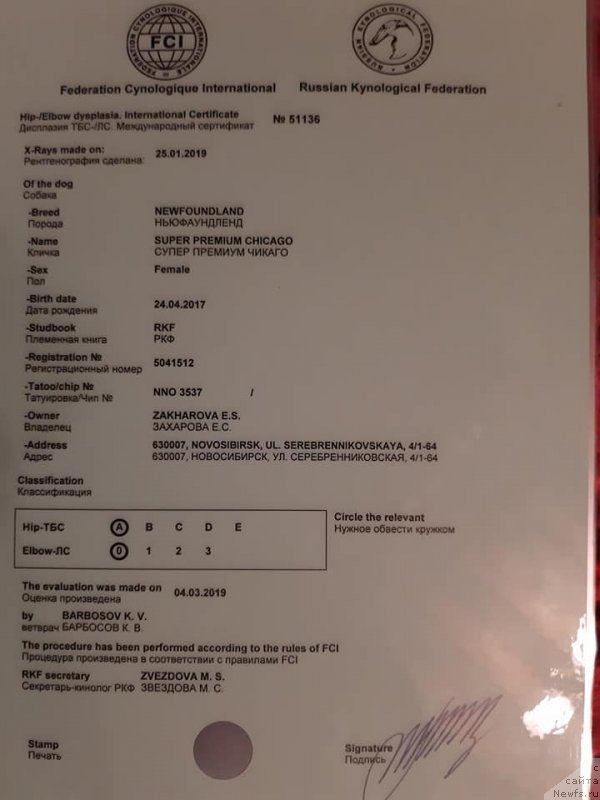 Фото: ньюфаундленд Super Premium Chicago (Супер Премиум Чикаго)