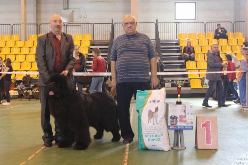 Фото: ньюфаундленд Sent Djons Exclusive (Сент Джонс Эксклюзив), Aleksey Votchal (Алексей Вотчал)