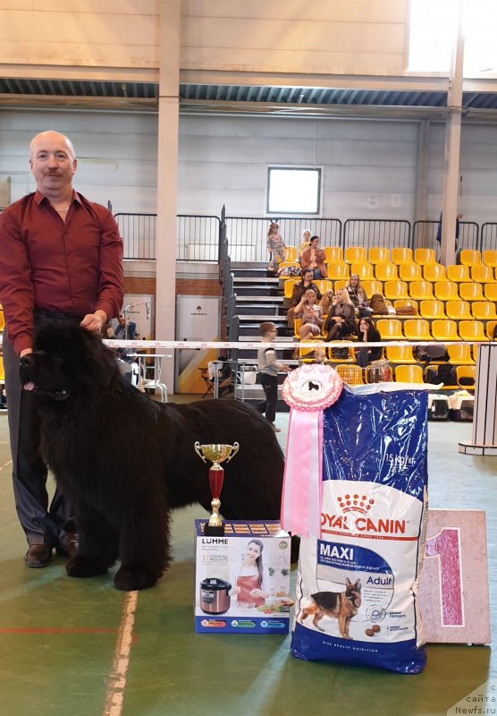 Фото: ньюфаундленд Sent Djons Exclusive (Сент Джонс Эксклюзив)