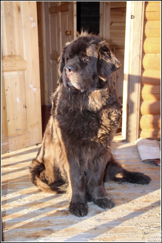 Фото: ньюфаундленд Hozjajka Doma s Berega Dona (Хозяйка Дома с Берега Дона)