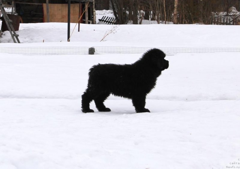 Фото: ньюфаундленд Zevs ot Karel'skih Medvedey (Зевс от Карельских Медведей)