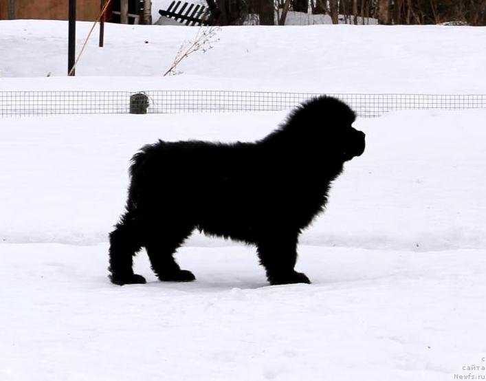 Фото: ньюфаундленд Zevs ot Karel'skih Medvedey (Зевс от Карельских Медведей)