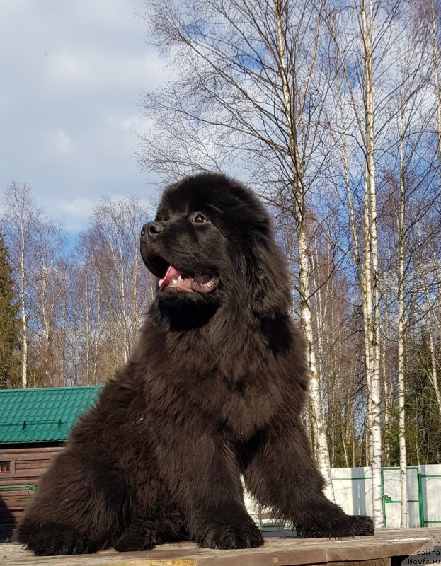 Фотография № 242352