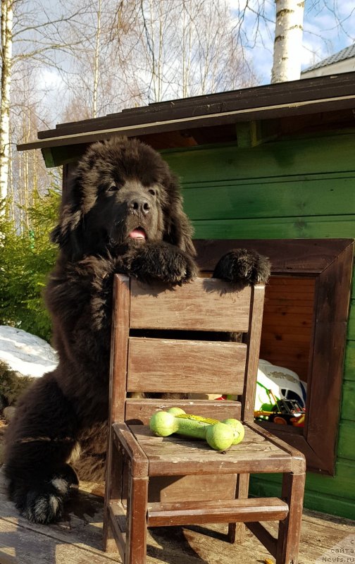 Фото: ньюфаундленд Belkonder-Club Petropavlovka (Белкондер-Клаб Петропавловка)