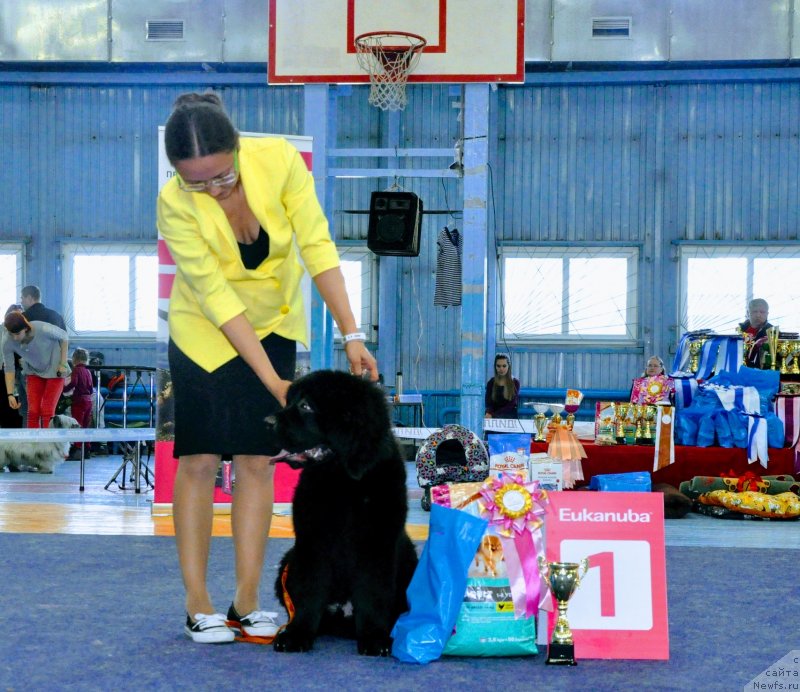 Фото: Kseniya Naumova (Ксения Наумова), ньюфаундленд YAhont Han iz Medvej'ego YAra (Яхонт Хан из Медвежьего Яра)