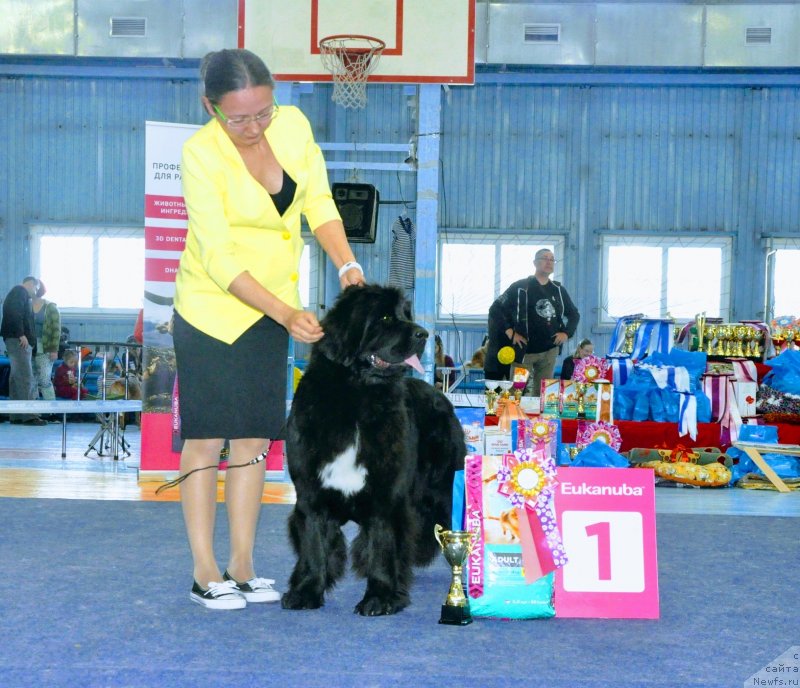 Фото: Kseniya Naumova (Ксения Наумова), ньюфаундленд Vladyka Gor Apriori Astera (Владыка Гор Априори Астера)