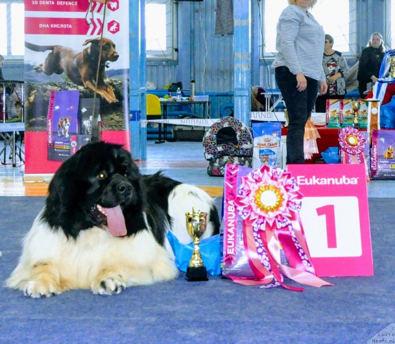 Фото: ньюфаундленд Jofrey de Peyrak Mechta Jenschin (Жофрей де Пейрак Мечта Женщин)