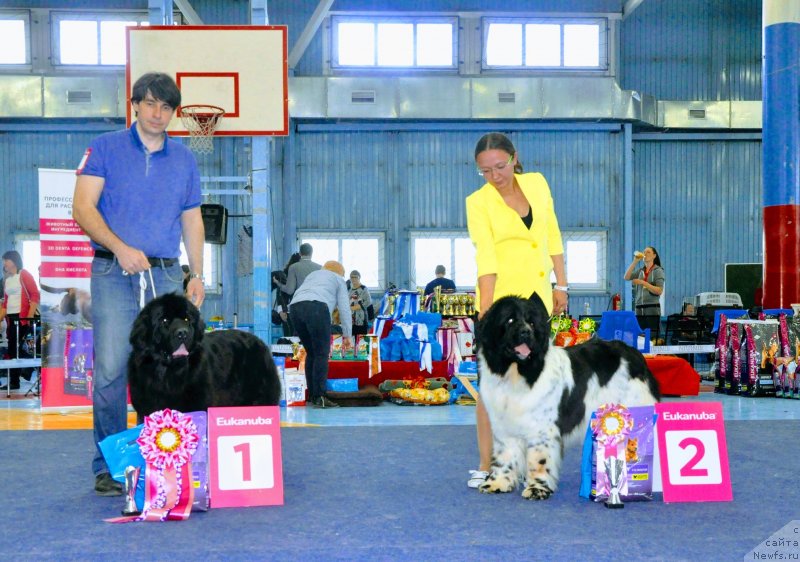 Фото: ньюфаундленд Cintiya iz Plemeni Kedra (Цинтия из Племени Кедра), ньюфаундленд Fluffy Avalanche Civilization (Флюфи Аваланч Цивилизация)