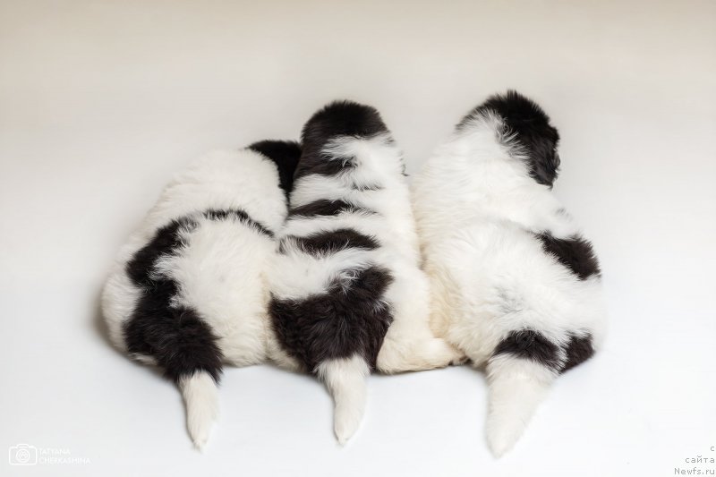 Фото: ньюфаундленд Vladyika Gor Imbirnyiy Pryanik (Владыка Гор Имбирный Пряник), ньюфаундленд Vladyika Gor Irlandskiy Viski (Владыка Гор Ирландский Виски), ньюфаундленд Vladyka Gor Ist-Ferris Kristal Khed Avrora (Владыка Гор Ист-Феррис Кристал Хэд Аврора)