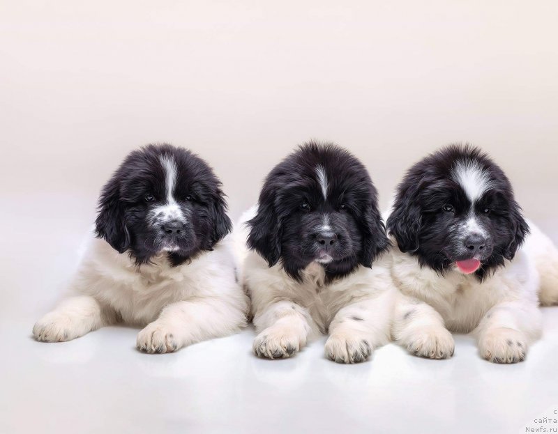 Фото: ньюфаундленд Vladyka Gor Ist-Ferris Kristal Khed Avrora (Владыка Гор Ист-Феррис Кристал Хэд Аврора), ньюфаундленд Vladyika Gor Imbirnyiy Pryanik (Владыка Гор Имбирный Пряник), ньюфаундленд Vladyika Gor Irlandskiy Viski (Владыка Гор Ирландский Виски)