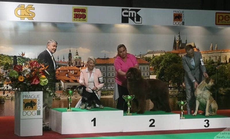 Фото: ньюфаундленд N'yufort Oveyshen Goldi Knayt (Ньюфорт Овейшен Голди Кнайт)