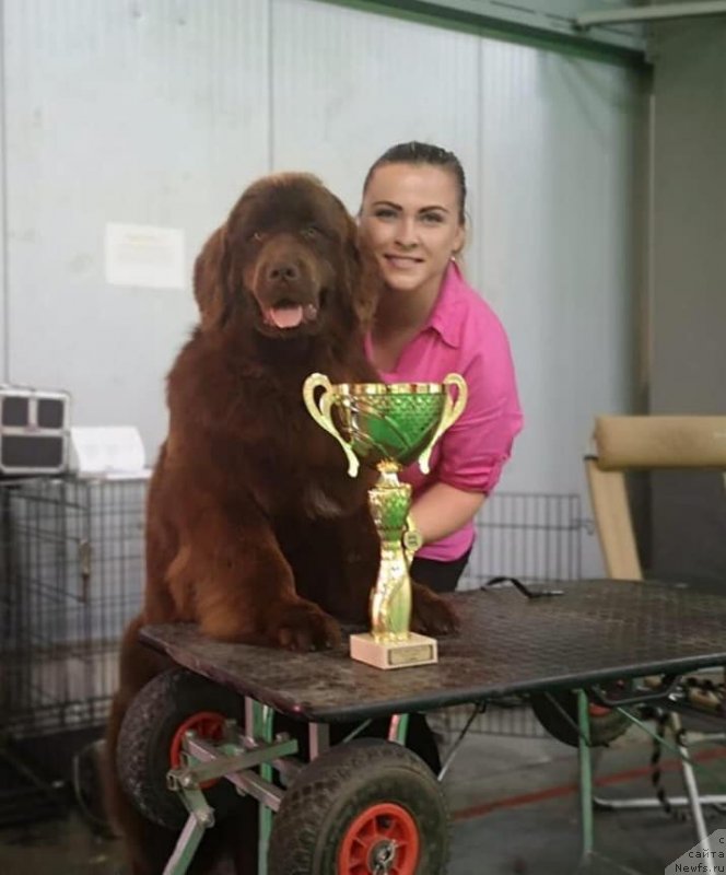 Фото: ньюфаундленд N'yufort Oveyshen Goldi Knayt (Ньюфорт Овейшен Голди Кнайт)