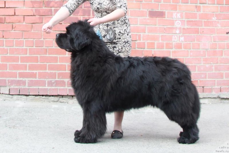 Фотография № 242382