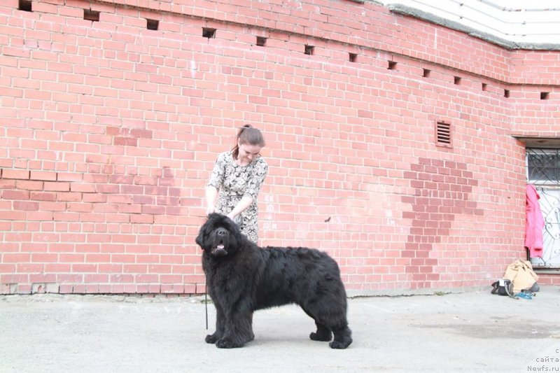 Фото: ньюфаундленд Njufort Nasledniy Prints (Ньюфорт Наследный Принц)