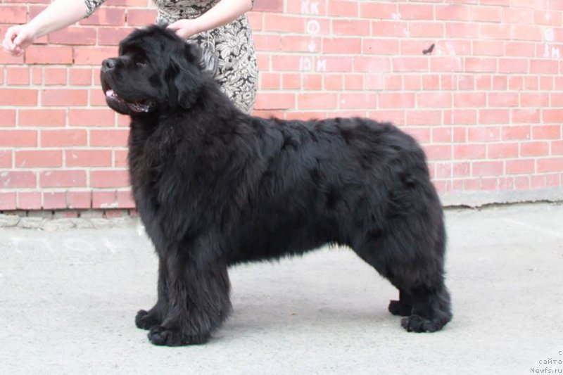 Фото: ньюфаундленд Njufort Nasledniy Prints (Ньюфорт Наследный Принц)