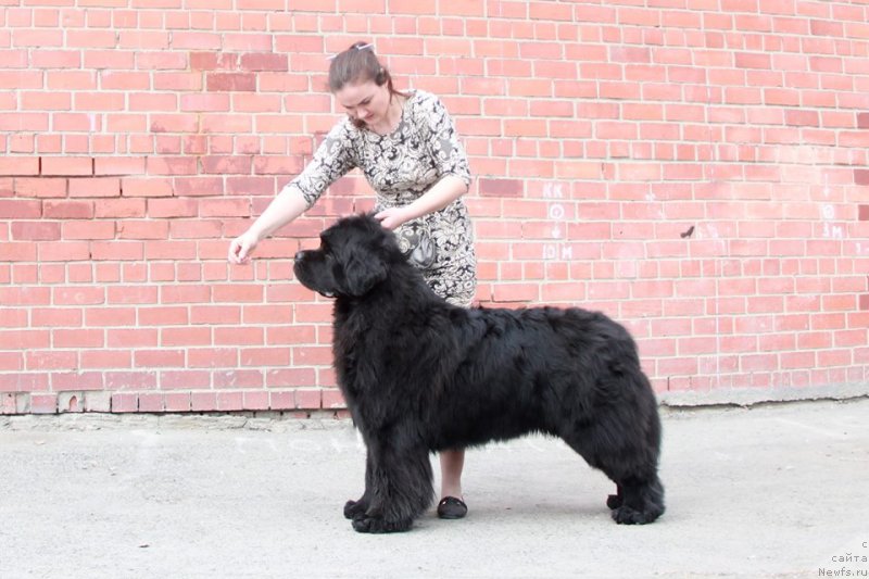 Фото: ньюфаундленд Njufort Nasledniy Prints (Ньюфорт Наследный Принц)