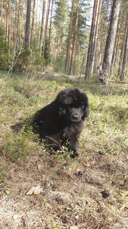 Фото: Щенок, ньюфаундленд Nezhnaya Karamelka Fiona (Нежная Карамелька Фиона)